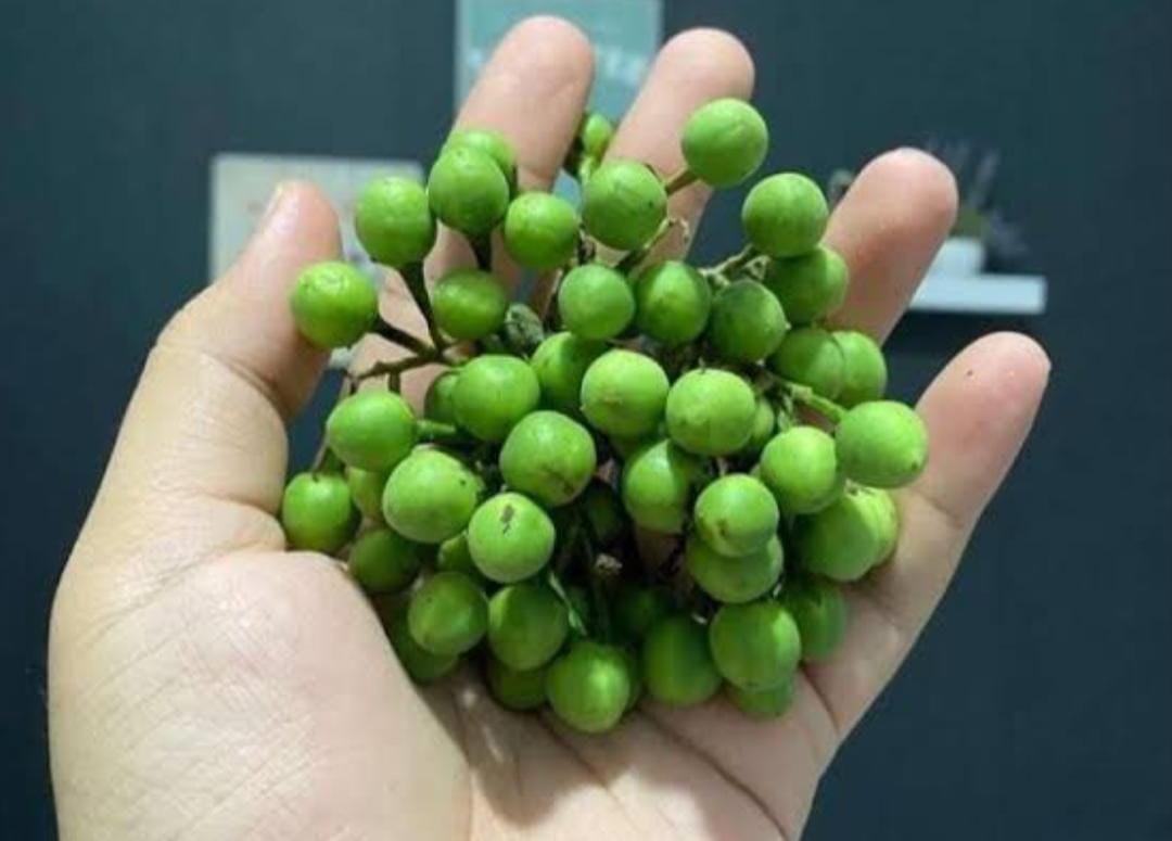 Manfaat Buah Rimbang bagi Penderita Diabetes yang Perlu Diketahui ...