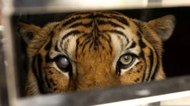 Harimau bernama Rambo berada di dalam kandang di atas truk setelah dievakuasi oleh tim dokter hewan bersama organisasi Wildlife Friends Foundation Thailand dari Phuket Zoo, Phuket, Thailand, Selasa (7/6/2022). Evakuasi dilakukan menyusul penutupan kebun binatang tersebut, dengan total 11 harimau dan dua beruang berhasil dipindahkan untuk perawatan lebih lanjut.

/ANTARA FOTO/REUTERS/Jorge Silva/foc