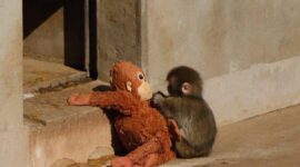 Primata muda ini mencuri perhatian setelah kedapatan selalu membawa dan memeluk boneka binatang sebagai pengganti induknya yang menolaknya sejak lahir.(@yntprtm)

Sumber: https://travel.kompas.com/read/2026/02/19/143101927/kisah-bayi-monyet-ditelantarkan-induknya-memeluk-boneka-demi-kehangatan?source=