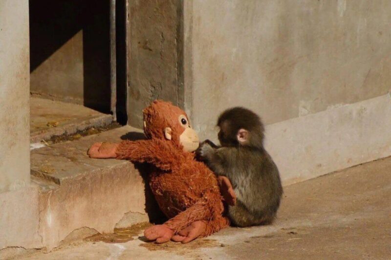 Primata muda ini mencuri perhatian setelah kedapatan selalu membawa dan memeluk boneka binatang sebagai pengganti induknya yang menolaknya sejak lahir.(@yntprtm)

Sumber: https://travel.kompas.com/read/2026/02/19/143101927/kisah-bayi-monyet-ditelantarkan-induknya-memeluk-boneka-demi-kehangatan?source=