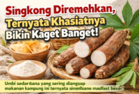 Ilustrasi singkong segar beserta olahannya seperti keripik dan tepung tapioka yang dikenal sebagai sumber karbohidrat alternatif kaya manfaat bagi kesehatan dan ekonomi masyarakat./AI/suarabrita.com 
