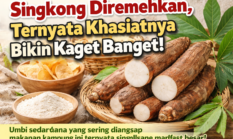 Singkong Diremehkan, Ternyata Khasiatnya Bikin Kaget Banget!
