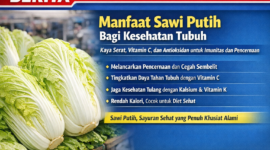 Sawi putih segar yang kaya serat, vitamin C, dan antioksidan, bermanfaat untuk menjaga kesehatan pencernaan dan meningkatkan daya tahan tubuh./AI/suarabrita.com