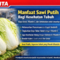 Sawi putih segar yang kaya serat, vitamin C, dan antioksidan, bermanfaat untuk menjaga kesehatan pencernaan dan meningkatkan daya tahan tubuh./AI/suarabrita.com