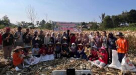 Masyarakat Desa Koto Tengah bersama kelompok tani memanen jagung dalam suasana penuh kebersamaan, menandai keberhasilan program ketahanan pangan di Kecamatan Air Hangat Barat.