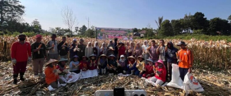 Masyarakat Desa Koto Tengah bersama kelompok tani memanen jagung dalam suasana penuh kebersamaan, menandai keberhasilan program ketahanan pangan di Kecamatan Air Hangat Barat.