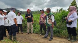 Kepala DTPH Kerinci Radium Halis bersama Dandim 0417/Kerinci meninjau langsung progres program cetak sawah rakyat dan kesiapan panen raya di Kecamatan Bukit Kerman, Rabu (6/5/2026).
