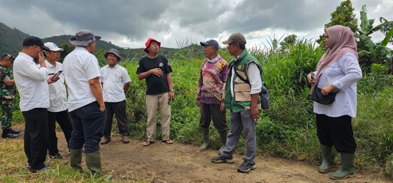 Kepala DTPH Kerinci Radium Halis bersama Dandim 0417/Kerinci meninjau langsung progres program cetak sawah rakyat dan kesiapan panen raya di Kecamatan Bukit Kerman, Rabu (6/5/2026).