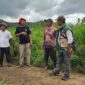 Kepala DTPH Kerinci Radium Halis bersama Dandim 0417/Kerinci meninjau langsung progres program cetak sawah rakyat dan kesiapan panen raya di Kecamatan Bukit Kerman, Rabu (6/5/2026).