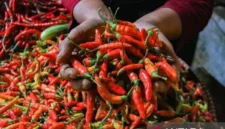 Suasana aktivitas jual beli di pasar tradisional Indonesia yang menunjukkan komoditas bahan pokok seperti beras, cabai, bawang, telur, dan minyak goreng. Terlihat papan harga yang mencerminkan fluktuasi harga pangan hari ini, dengan interaksi antara pedagang dan pembeli dalam kondisi pasar yang ramai dan dinamis./sumber foto antara news