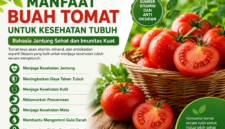Gambar tersebut menampilkan infografis tentang manfaat buah tomat untuk kesehatan tubuh. Visual didominasi warna hijau dan merah yang menggambarkan kesegaran alami tomat, lengkap dengan ilustrasi buah tomat segar dalam keranjang. Infografis ini menjelaskan berbagai manfaat tomat seperti menjaga kesehatan jantung, meningkatkan daya tahan tubuh, melancarkan pencernaan, menjaga kesehatan kulit, hingga membantu mengontrol gula darah.