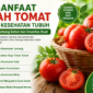 Gambar tersebut menampilkan infografis tentang manfaat buah tomat untuk kesehatan tubuh. Visual didominasi warna hijau dan merah yang menggambarkan kesegaran alami tomat, lengkap dengan ilustrasi buah tomat segar dalam keranjang. Infografis ini menjelaskan berbagai manfaat tomat seperti menjaga kesehatan jantung, meningkatkan daya tahan tubuh, melancarkan pencernaan, menjaga kesehatan kulit, hingga membantu mengontrol gula darah.